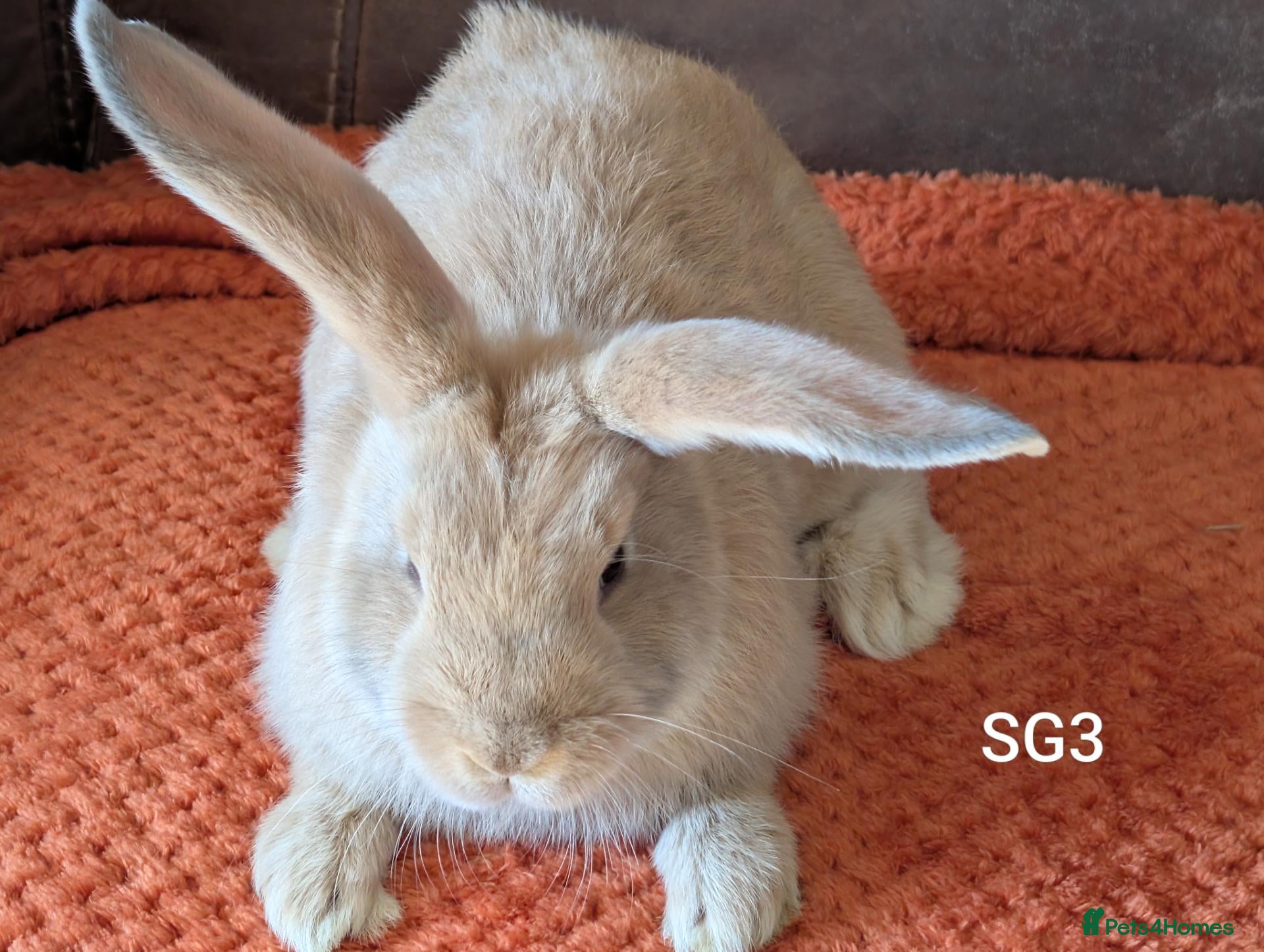 Continental Giant rabbits Beautiful continental giants  - Advert 2