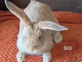 Continental Giant rabbits Beautiful continental giants - Advert 2