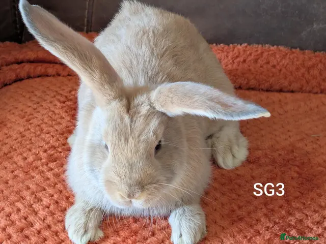 Continental Giant rabbits Beautiful continental giants - Advert 2