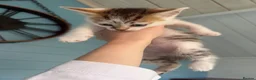 Mixed Breed cats for sale: 7 gorgeous mixed breed kittens  - Advert 23