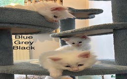Maine Coon cats for sale: TICA & Council licensed white/black Maine Coons - Image 22