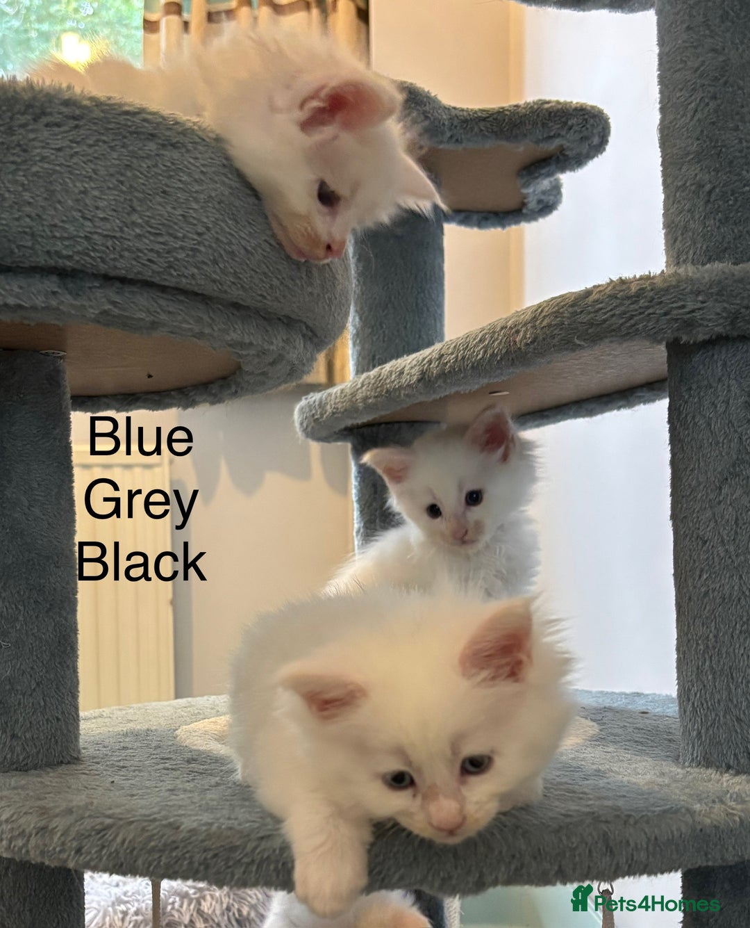 Maine Coon cats for sale: TICA & Council licensed white/black Maine Coons - Image 22