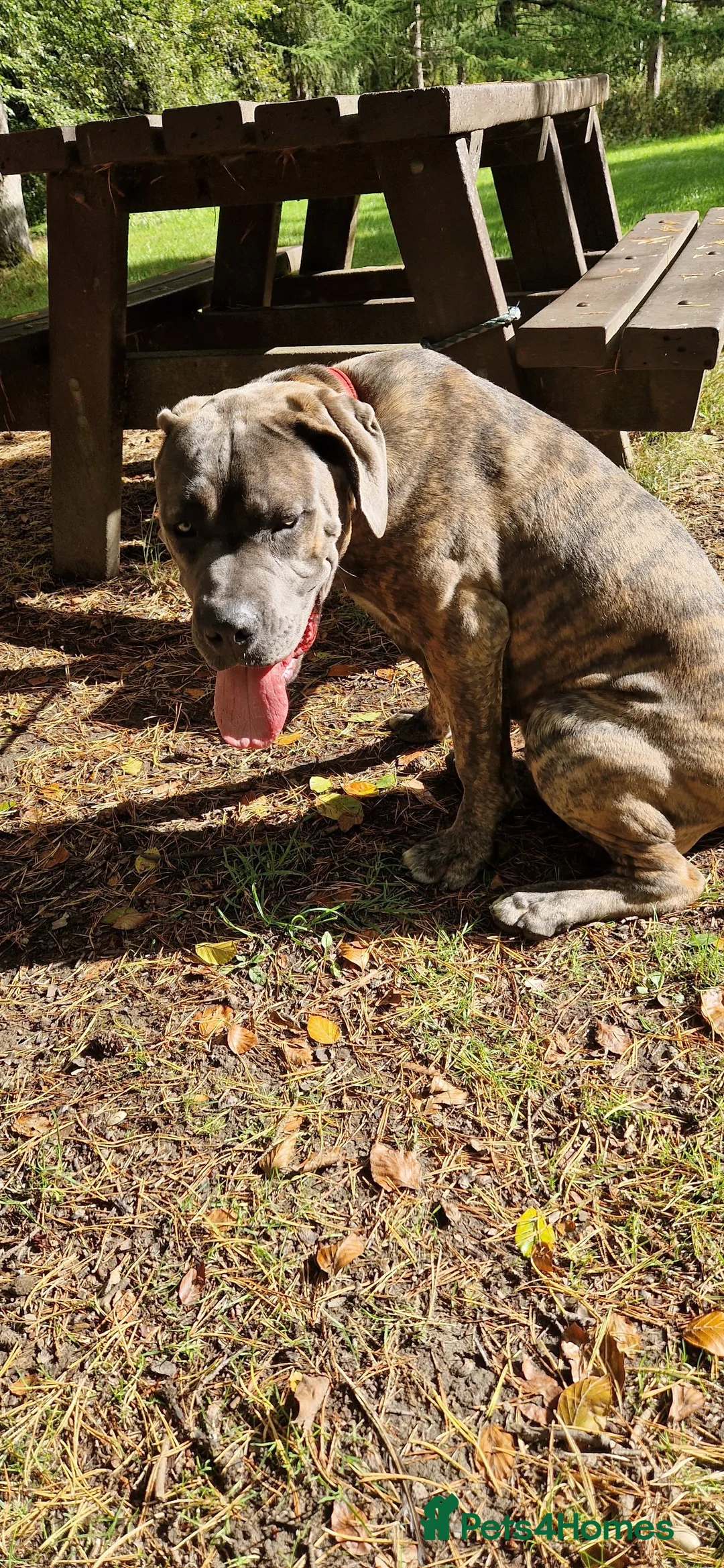 Cane Corso dogs for sale: 1 year old male cane corso - Advert 1