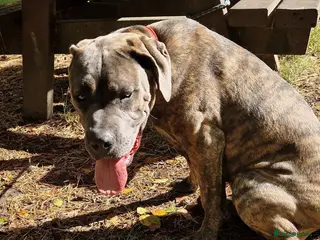 Cane Corso dogs 1 year old male cane corso - Advert 1