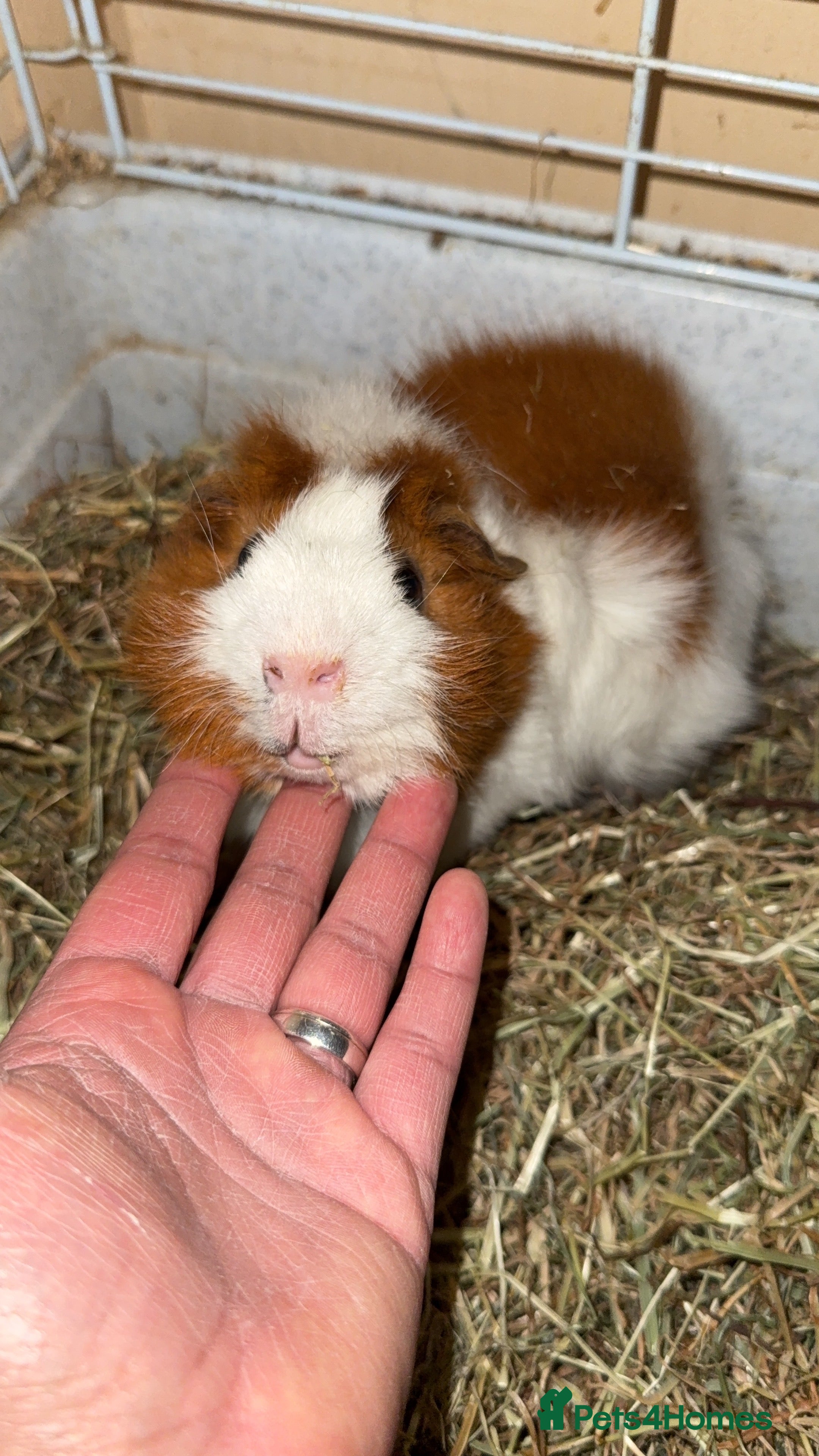 Guinea Pig rodents  Two Guinea Pigs  (Must Stay Together) - Advert 1