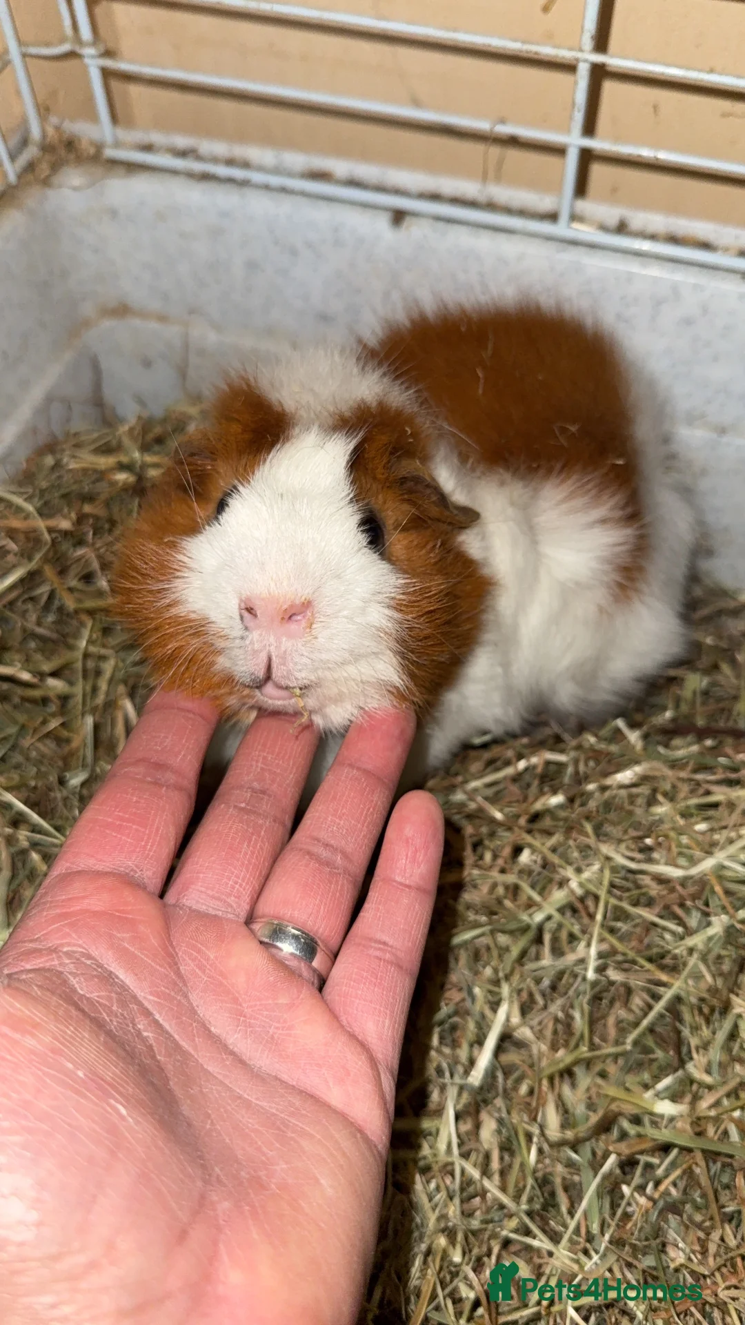 Guinea Pig rodents for sale:  Two Guinea Pigs  (Must Stay Together) - Advert 1