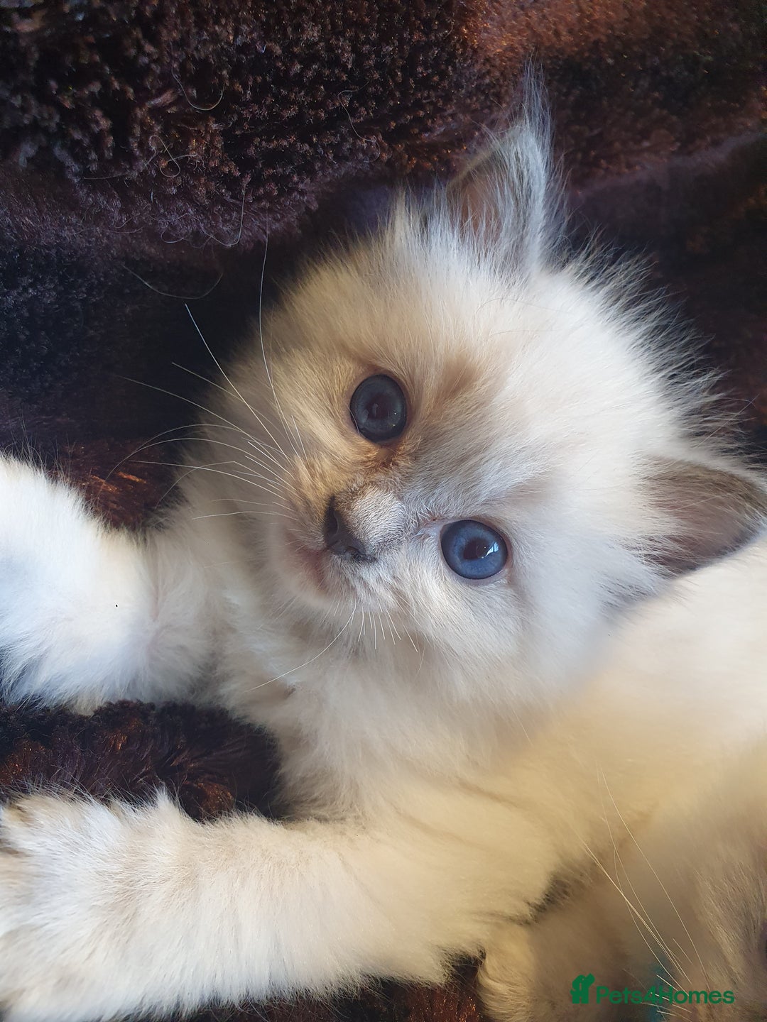 Ragdoll cats for sale: PEDIGREE RAGDOLL KITTENS FROM GCCF REGISTERED - Image 6
