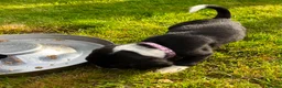 Cockerdor dogs for sale: Working Cockador Pups chocolate black white  - Advert 7
