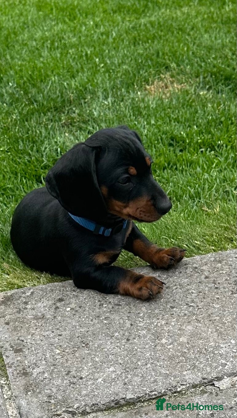 Miniature Dachshund dogs Gorgeous KC reg miniature dachshund puppies  - Advert 1