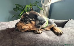 Miniature Dachshund dogs for sale: Miniature dachshund mix priced  - Image 2