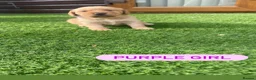 Cockerdor dogs for sale: 6 beautiful cockerdor puppies - Advert 16