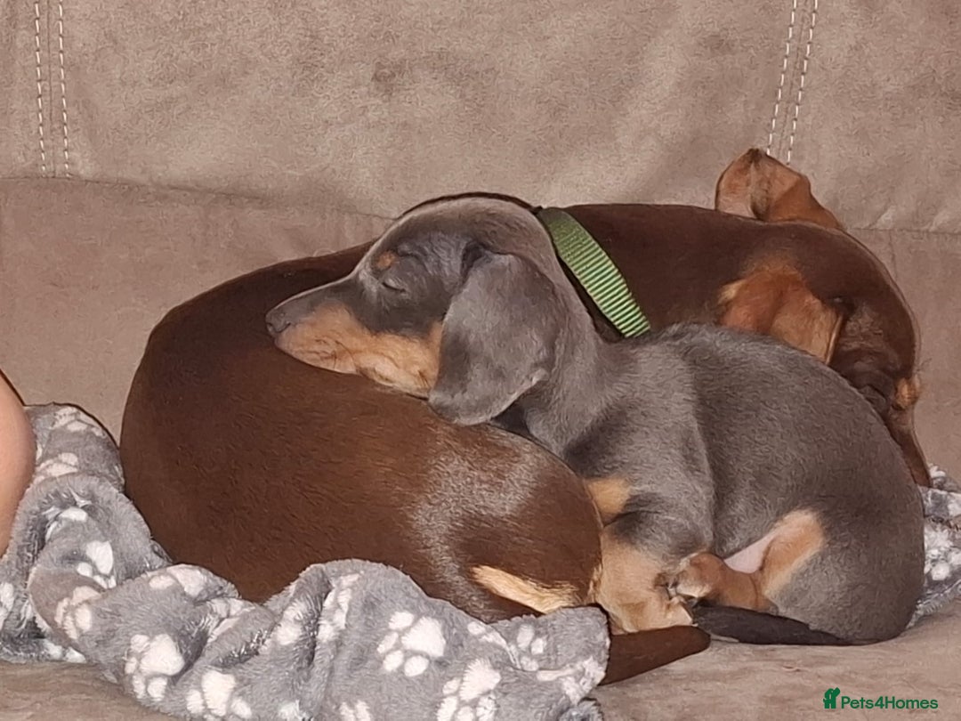 Miniature Dachshund dogs for sale: 2 miniature dachshund brothers different littters - Advert 9