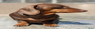 Miniature Dachshund 2