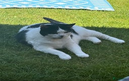 British Shorthair cats for sale: Female cat looking for a new home FREE - Image 3