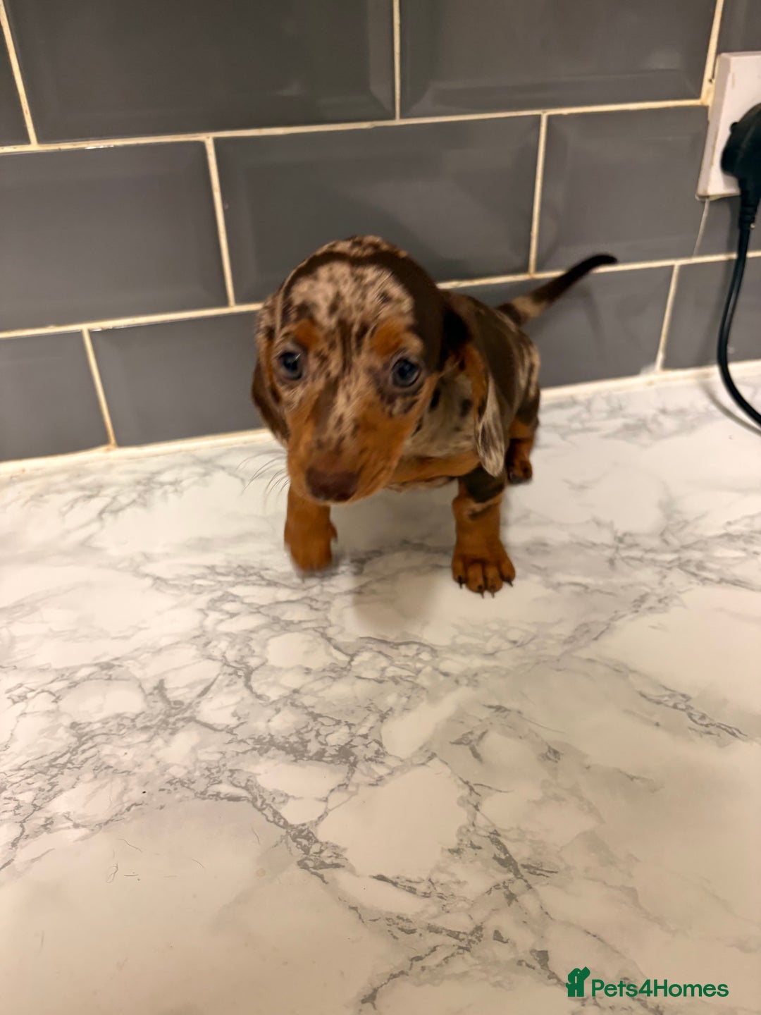 Dachshund dogs for sale: READY TO LEAVE -Beautiful Dachshund puppies - Advert 16