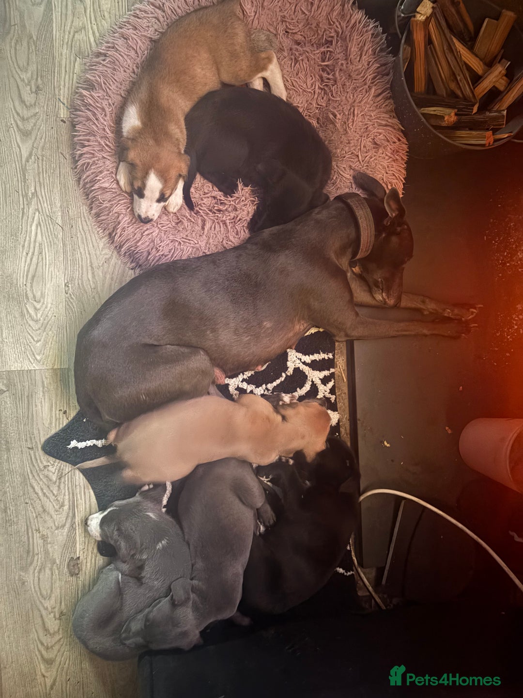 Mixed Breed dogs for sale: 6 whippet x lurcher - Advert 21