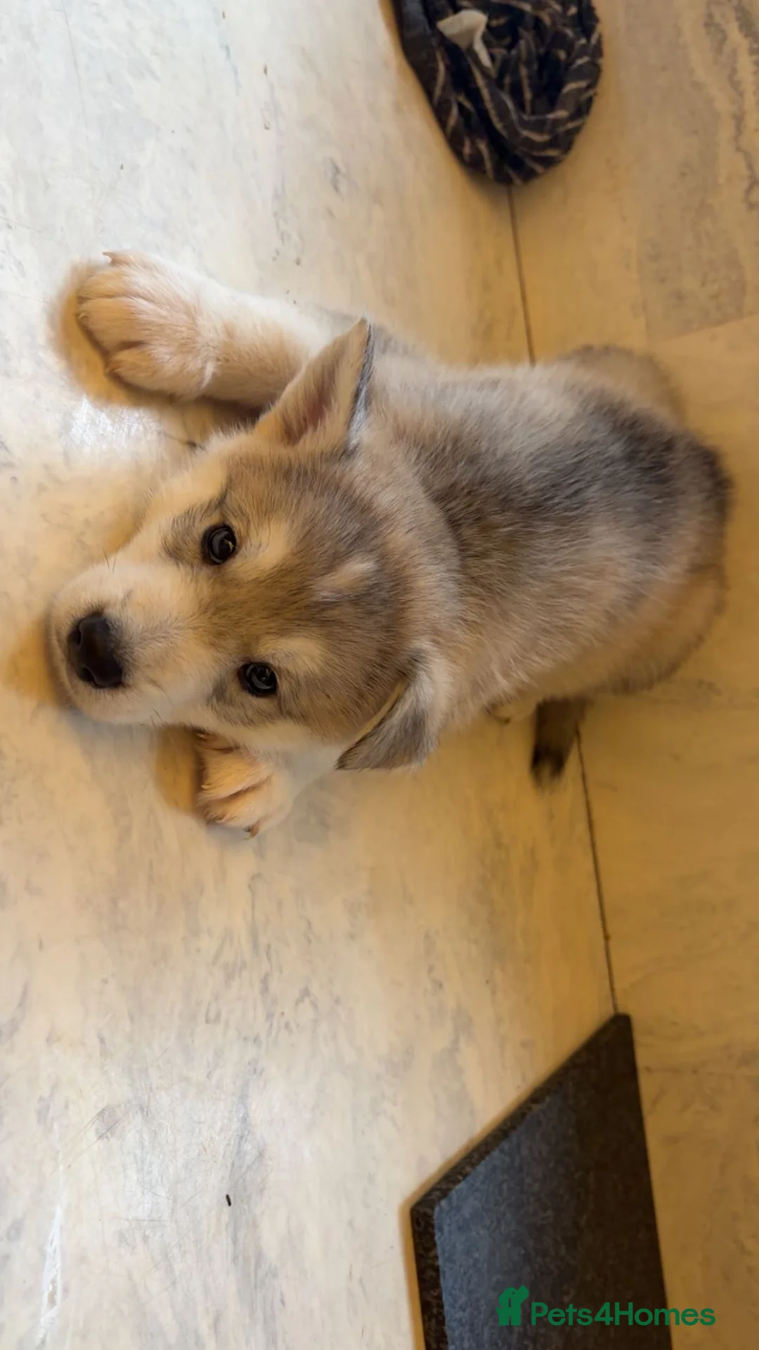 Northern Inuit dogs for sale: Northern Innuit puppies for sale  - Advert 6