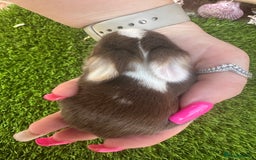 Mini Lop rabbits for sale: Stunning mini lops - Image 10