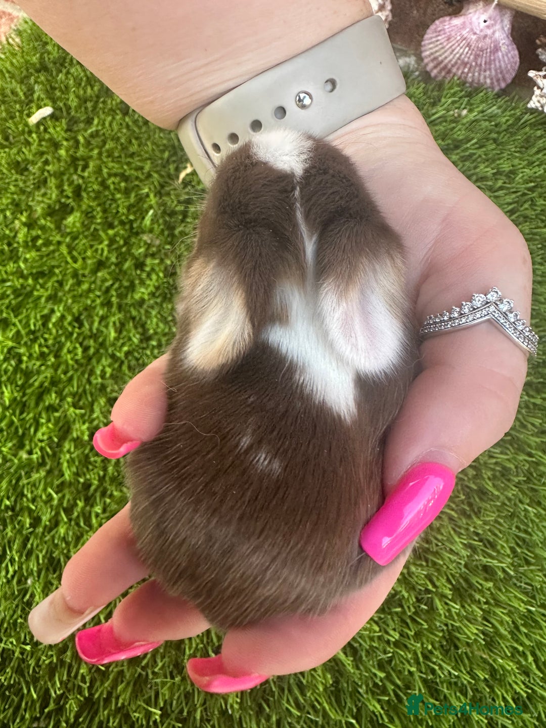 Mini Lop rabbits for sale: Stunning mini lops - Image 10