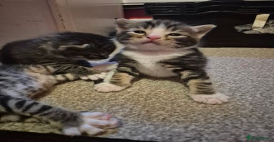 Mixed Breed cats - Advert 11