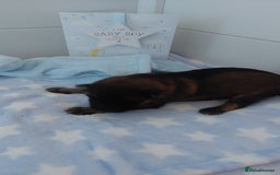 German Shepherd dogs for sale: 7  beautiful german shephered pups  - Image 18