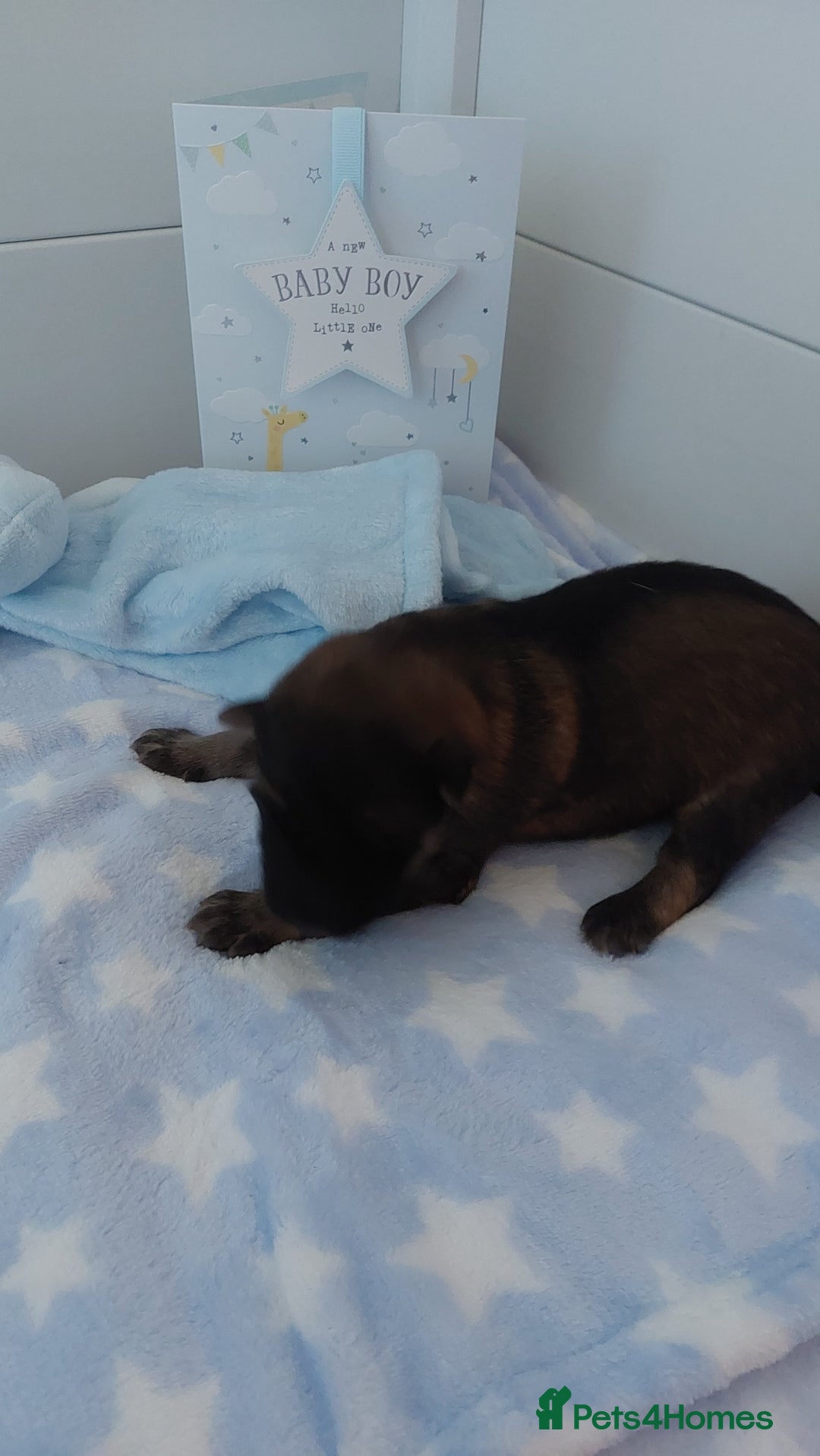 German Shepherd dogs for sale: 7  beautiful german shephered pups  - Image 18