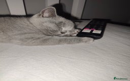 British Shorthair cats for sale: Beautiful British Shorthair Queen - Image 8