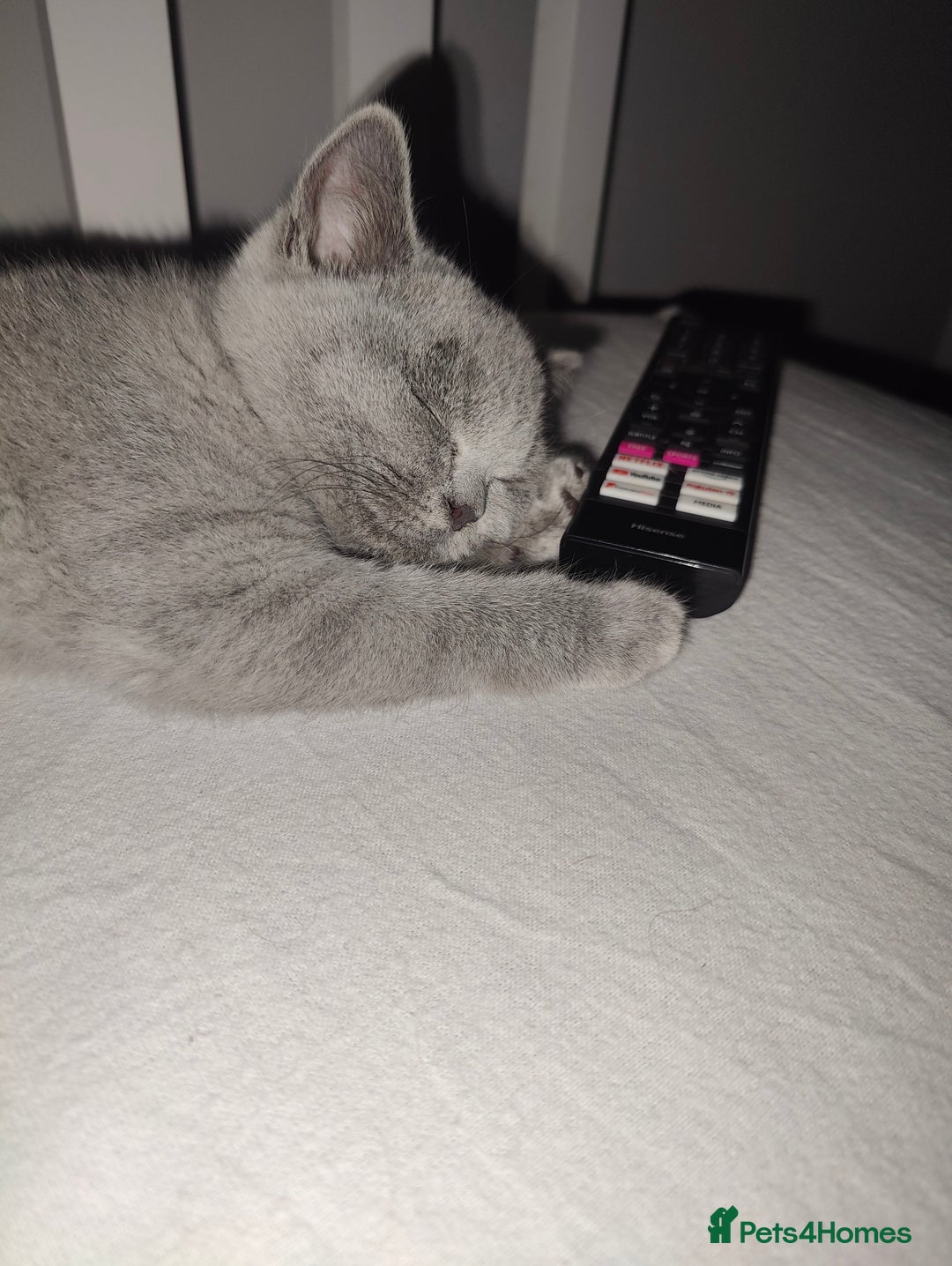 British Shorthair cats for sale: Beautiful British Shorthair Queen - Image 8