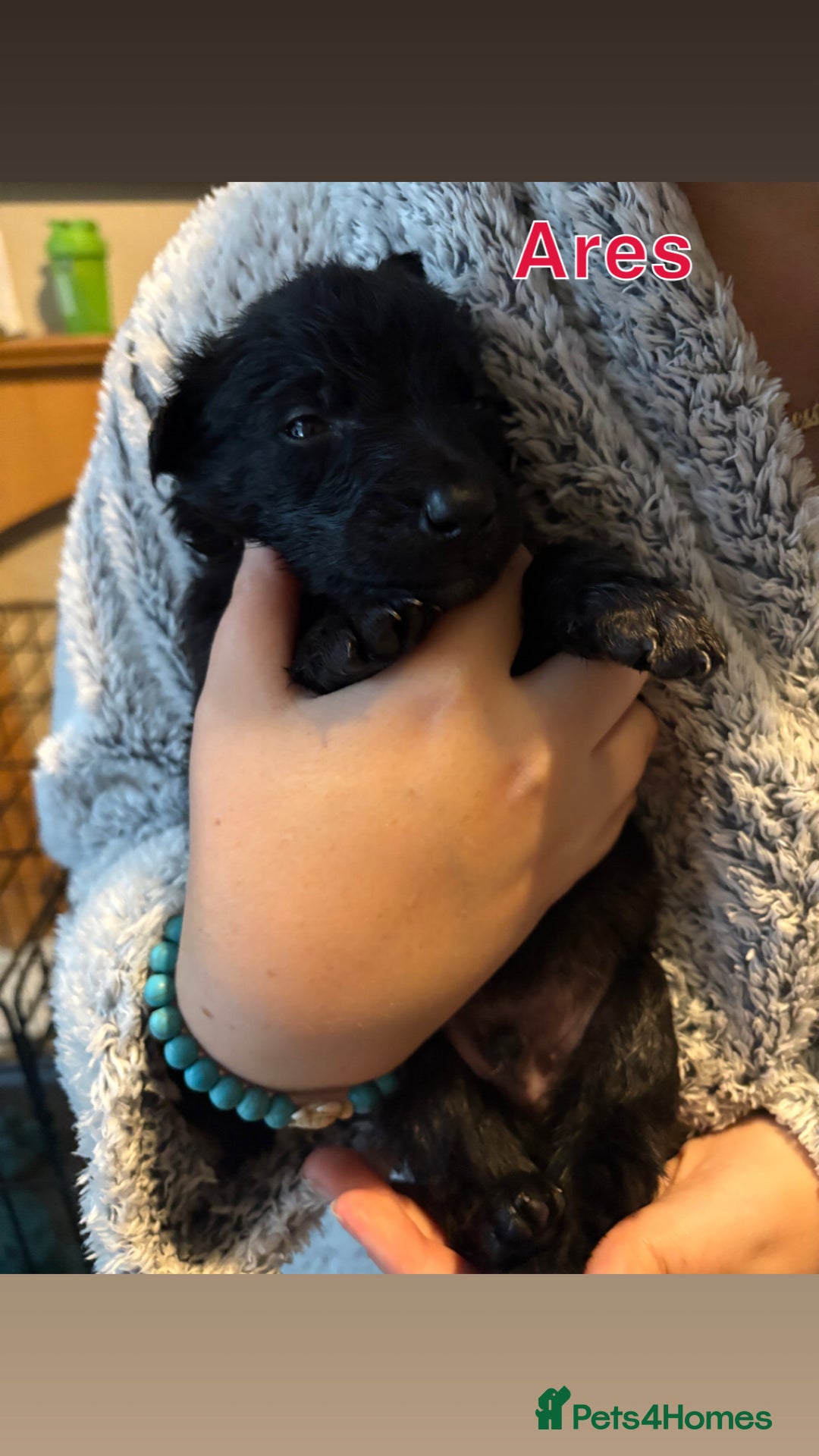 German Shepherd dogs for sale: German Shepherd Cross Dutch shepherd Puppy  - Image 7