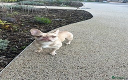 French Bulldog dogs for sale: 🐶 Meet Malibu – Looking for a Forever Home ❤️ - Image 4