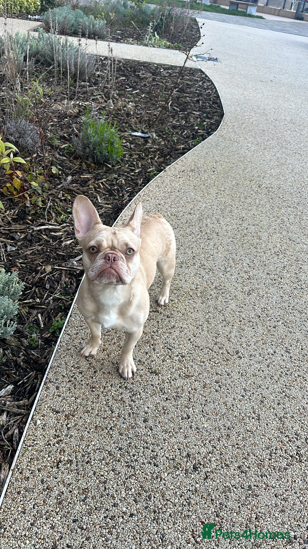 French Bulldog dogs for sale: 🐶 Meet Malibu – Looking for a Forever Home ❤️ - Image 4