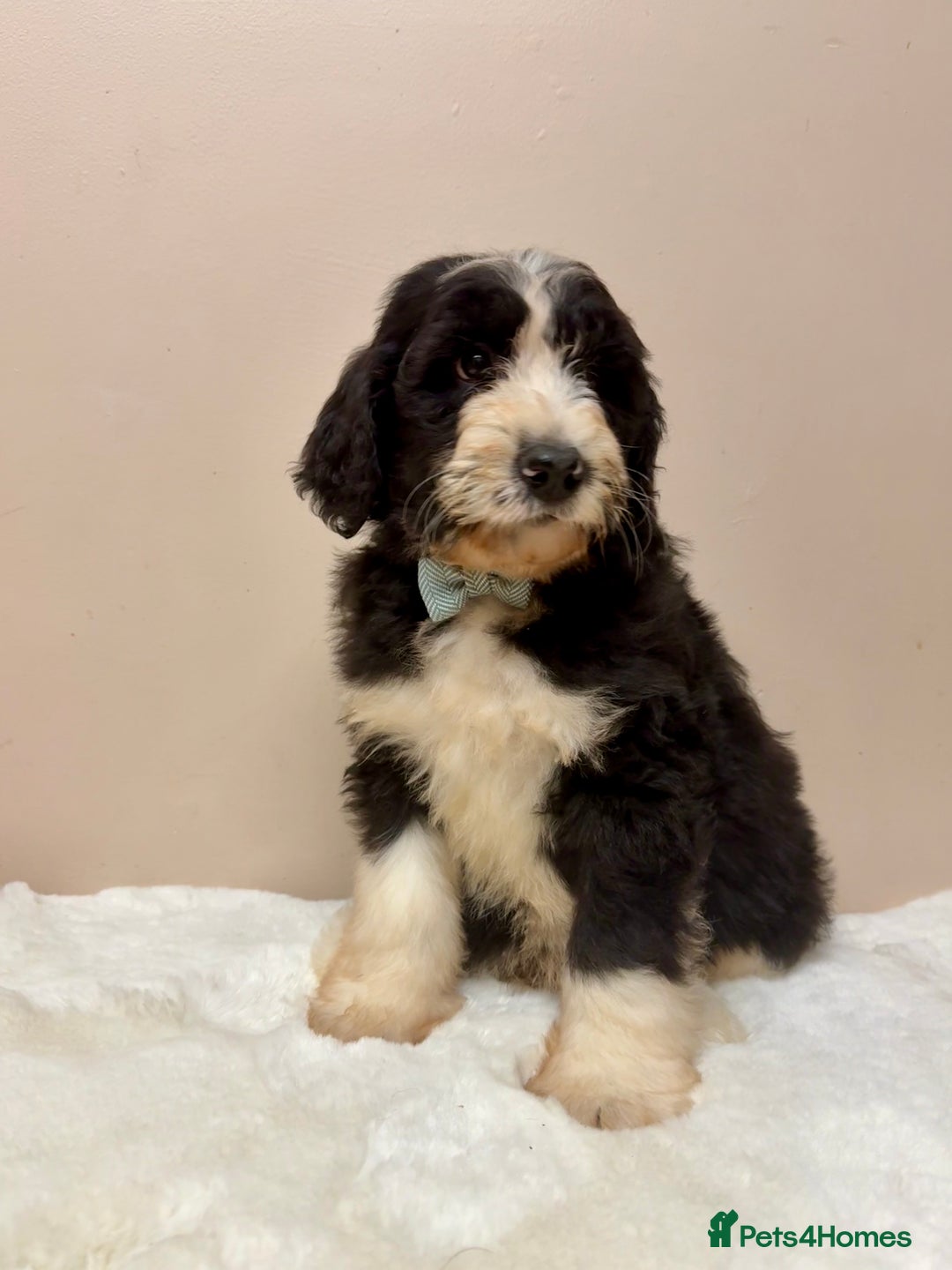 Bernedoodle dogs for sale: F1 Standard Bernerdoodles - Advert 10