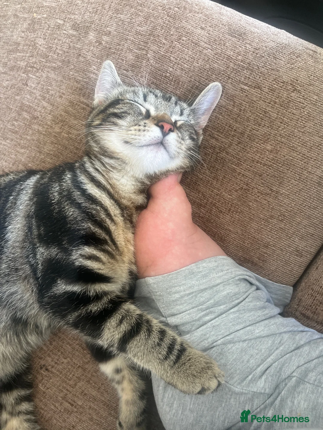 Mixed Breed cats for sale: Boy kitten for sale in Bishop Auckland - Advert 2