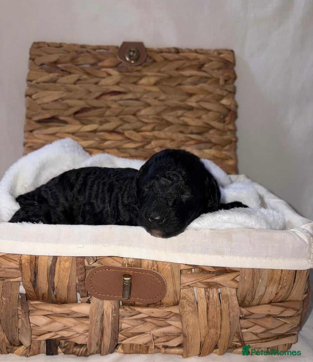 Cavapoo dogs for sale: BEAUTIFUL RARE CHOCOLATE CAVAPOOS - Image 3