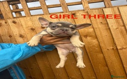 French Bulldog dogs for sale: French Bulldog Puppies - Image 7
