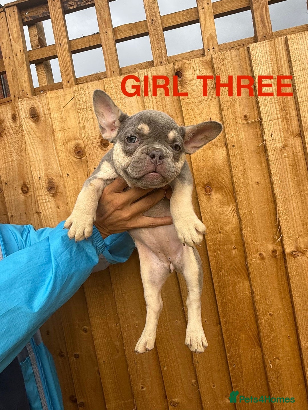 French Bulldog dogs for sale: French Bulldog Puppies - Image 7