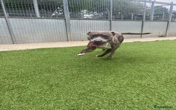 Staffordshire Bull Terrier dogs for sale: Zink - The Staffie - Image 3