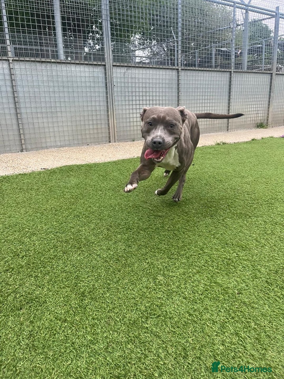 Staffordshire Bull Terrier dogs for sale: Zink - The Staffie - Image 3