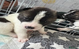 Akita dogs for sale: Akita pups Ready to leave 1st August  in Runcorn - Image 4