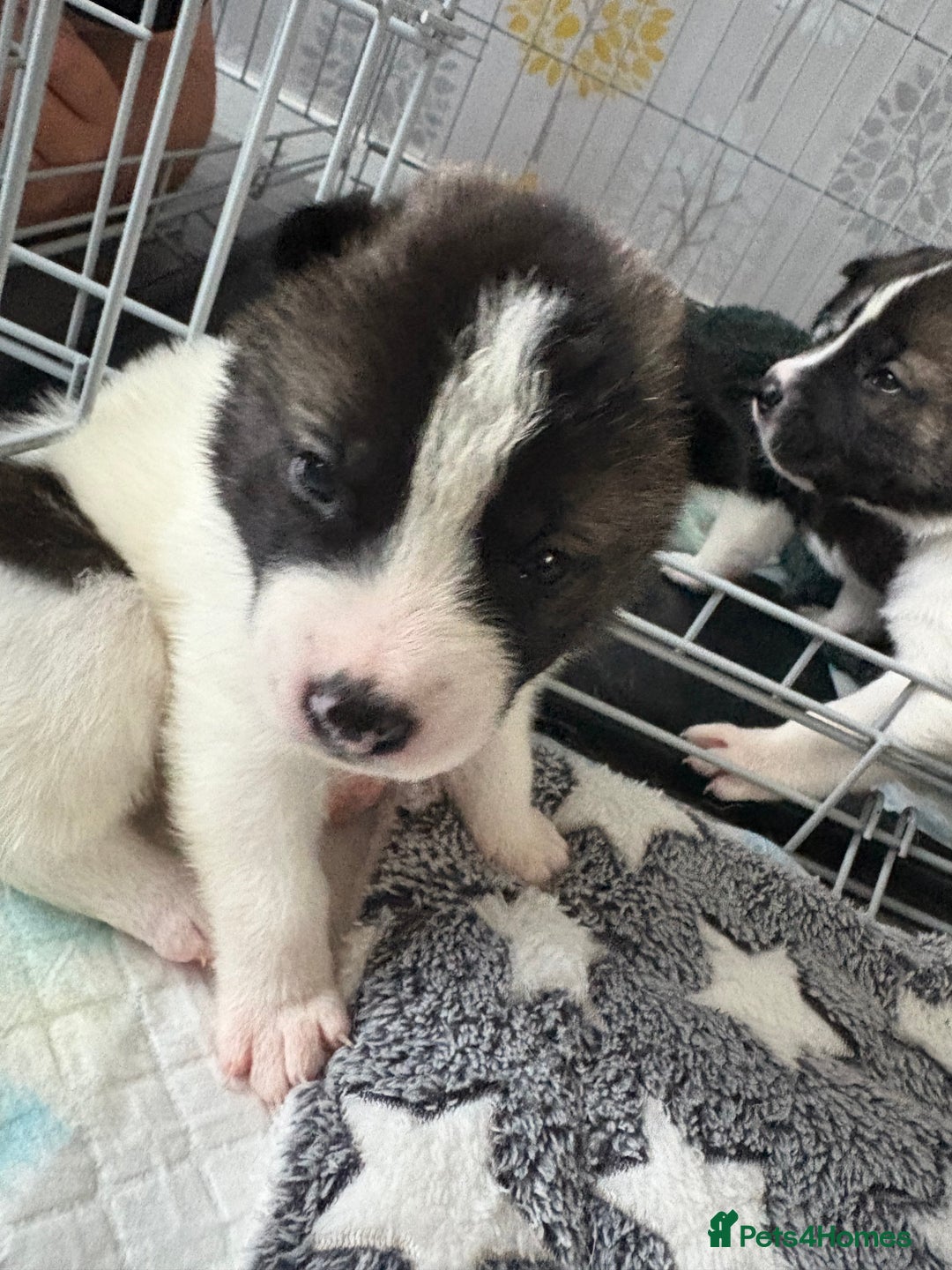 Akita dogs for sale: Akita pups Ready to leave 1st August  in Runcorn - Image 4