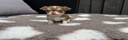 Chihuahua dogs for sale: 🐶Tiny exquisite RARE blue, Lilac & Chocolate Tri  - Advert 25