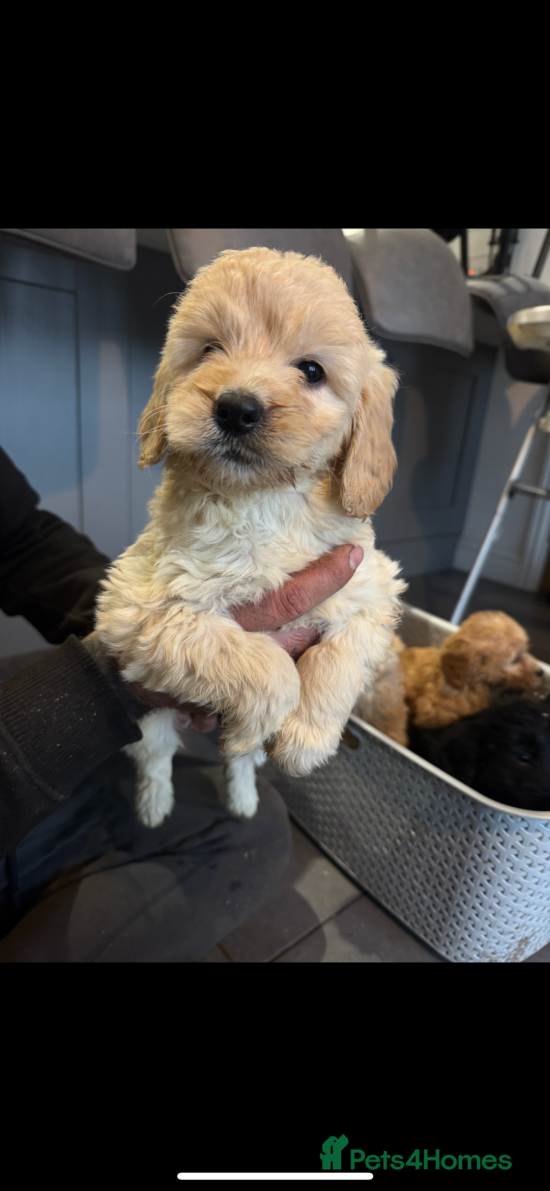 Cockapoo dogs for sale: F1 cockapoos  - Advert 6