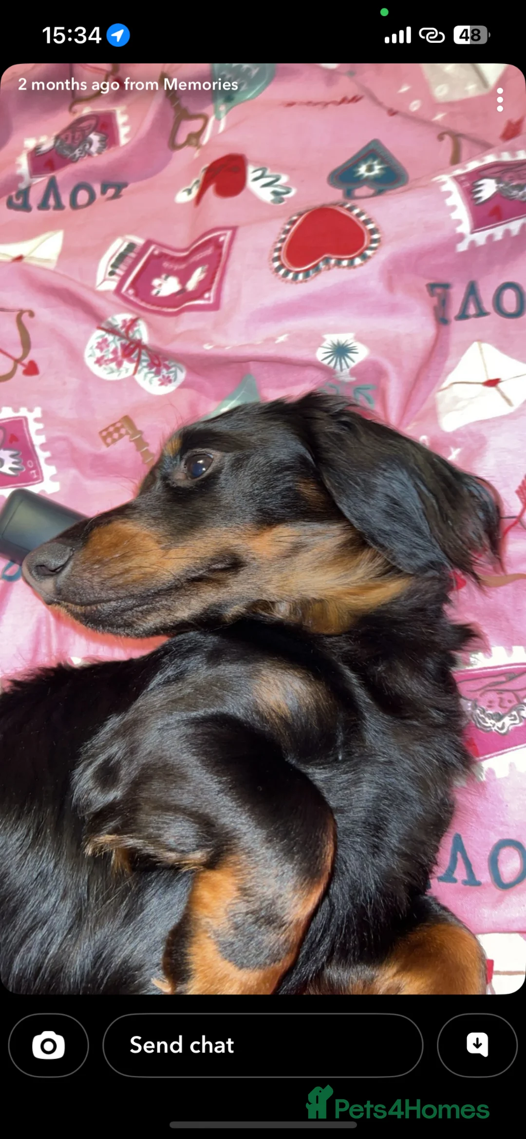Miniature Dachshund dogs for sale: Miniature dachshund for rehoming - Advert 4