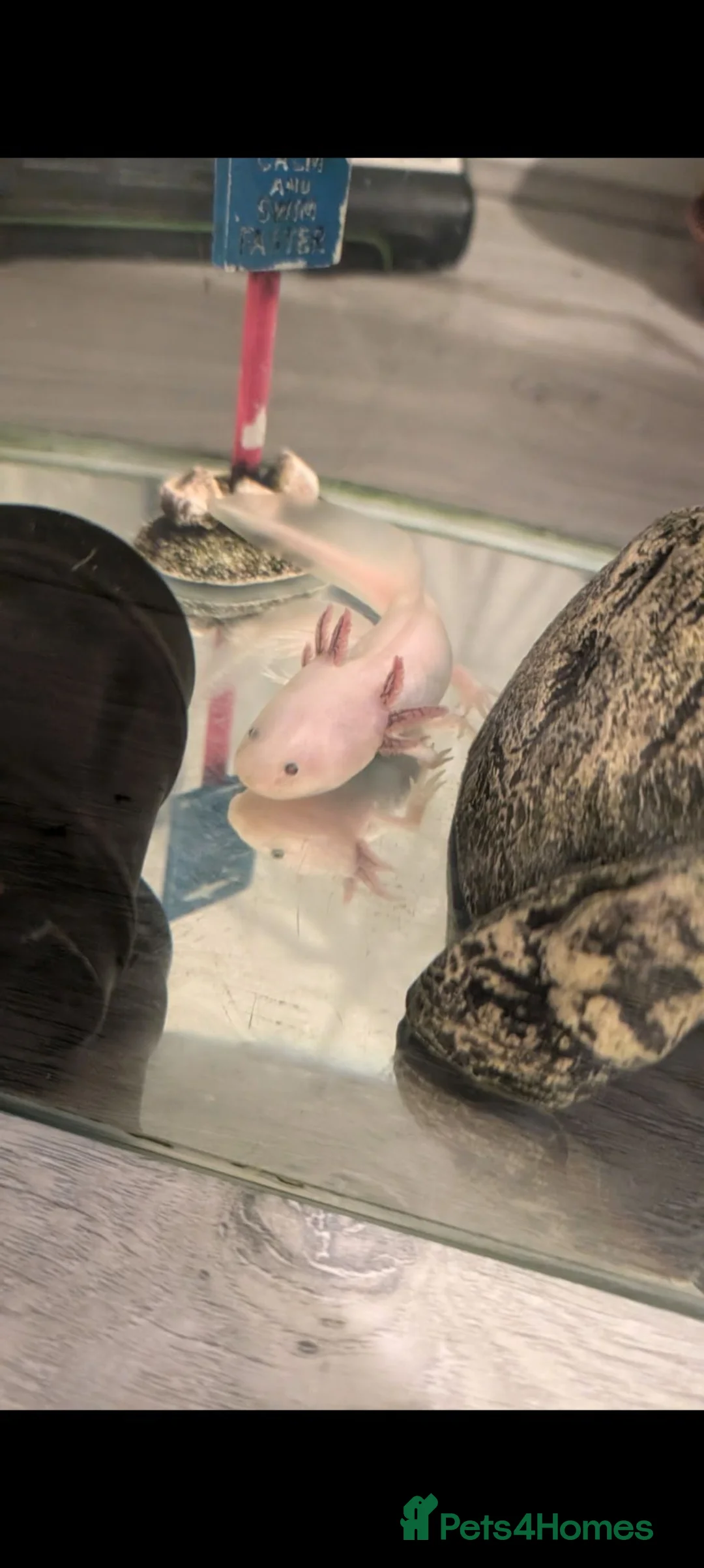 Axolotl reptiles for sale: Axelotl for adoption  in Salford - Advert 2