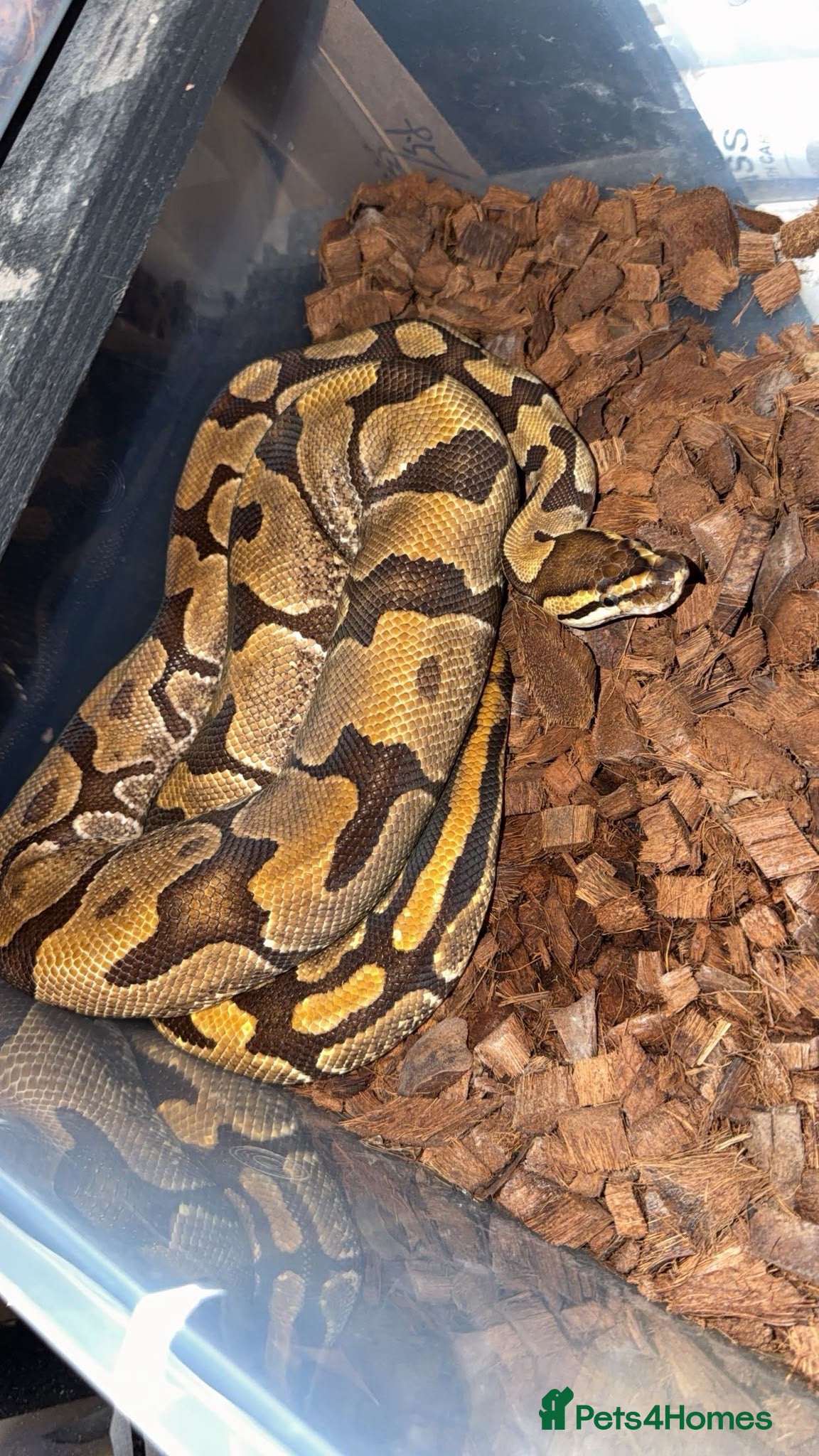 Python Snake reptiles 🐍 BALL PYTHON COLLECTION & FULL SETUP FOR SALE 🐍 - Advert 1