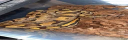 Python Snake reptiles for sale: 🐍 BALL PYTHON COLLECTION & FULL SETUP FOR SALE 🐍 - Advert 1