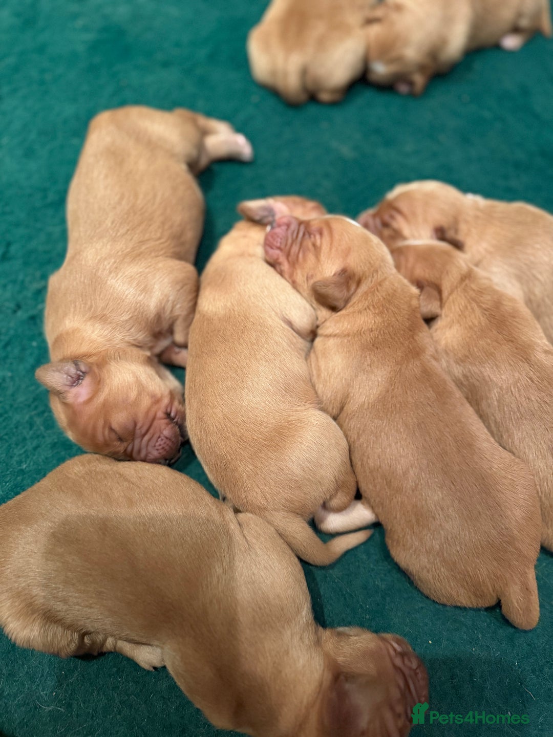Golden Retriever dogs for sale: KC Working Golden Retriever Pups - Advert 7