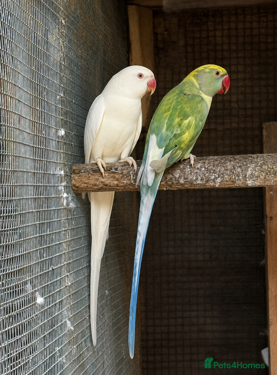 Ringnecks birds Hand-raised Indian ringnecks - Advert 2