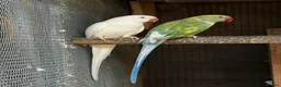 Ringnecks birds for sale: Hand-raised Indian ringnecks - Advert 1