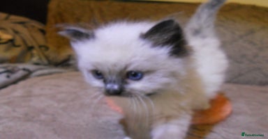 Ragdoll cats - Advert 12